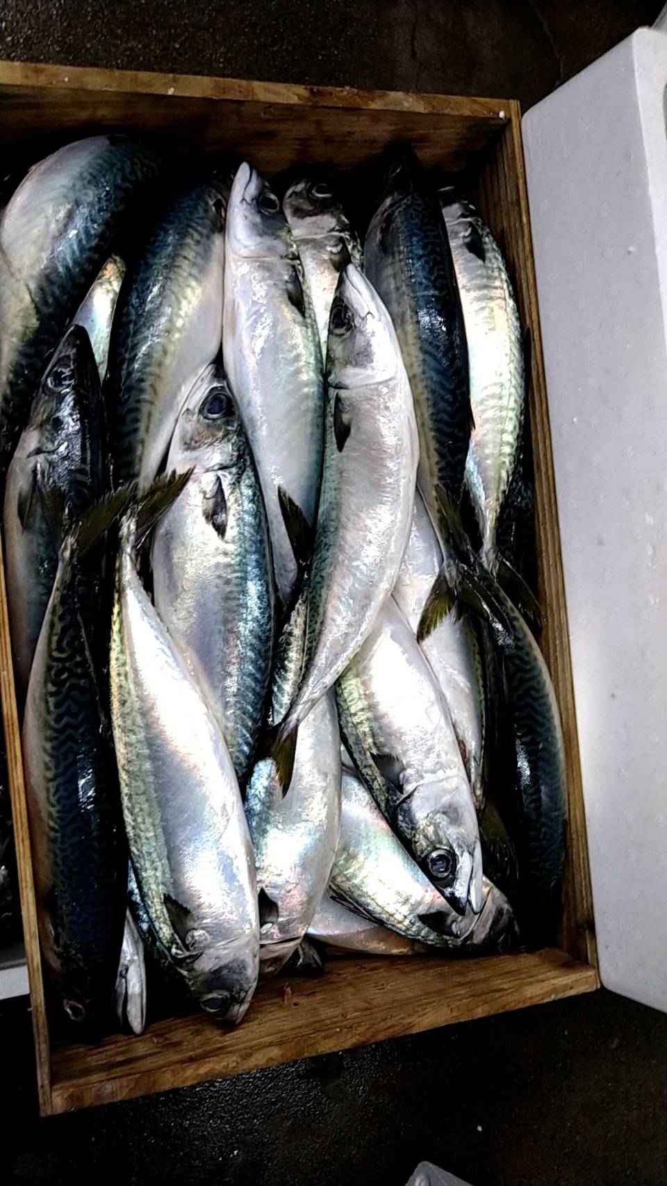 大人気 魚政 社長の久留米魚市場仕入れ日記3 3月のサバ編 魚政 大人気 魚政 社長の久留米魚市場仕入れ日記3 3月のサバ編 魚政