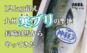 対馬の美津島町産の12キロ寒ぶりが入荷！新鮮な味わいとその魅力を大公開