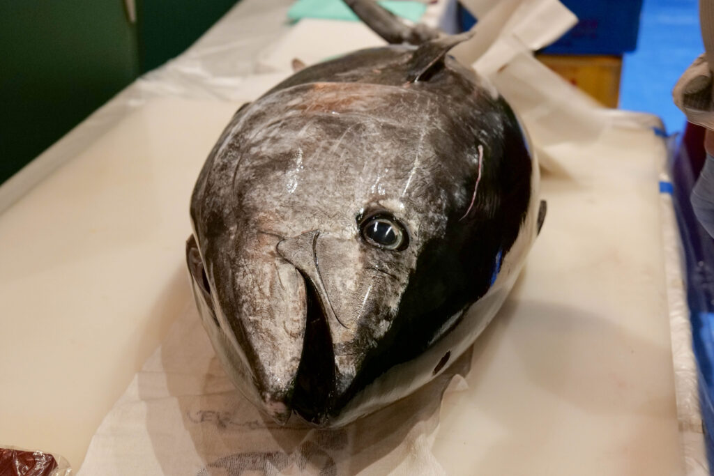 この日は長崎産の本マグロ