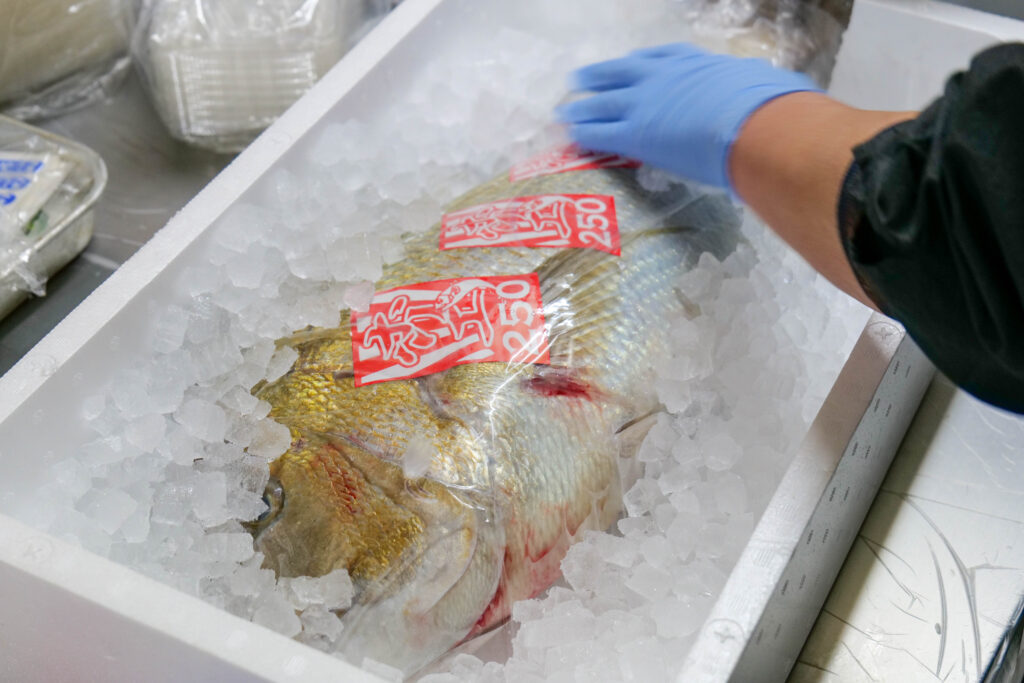 魚政が優勝祝賀会用の鯛を氷詰めにする様子