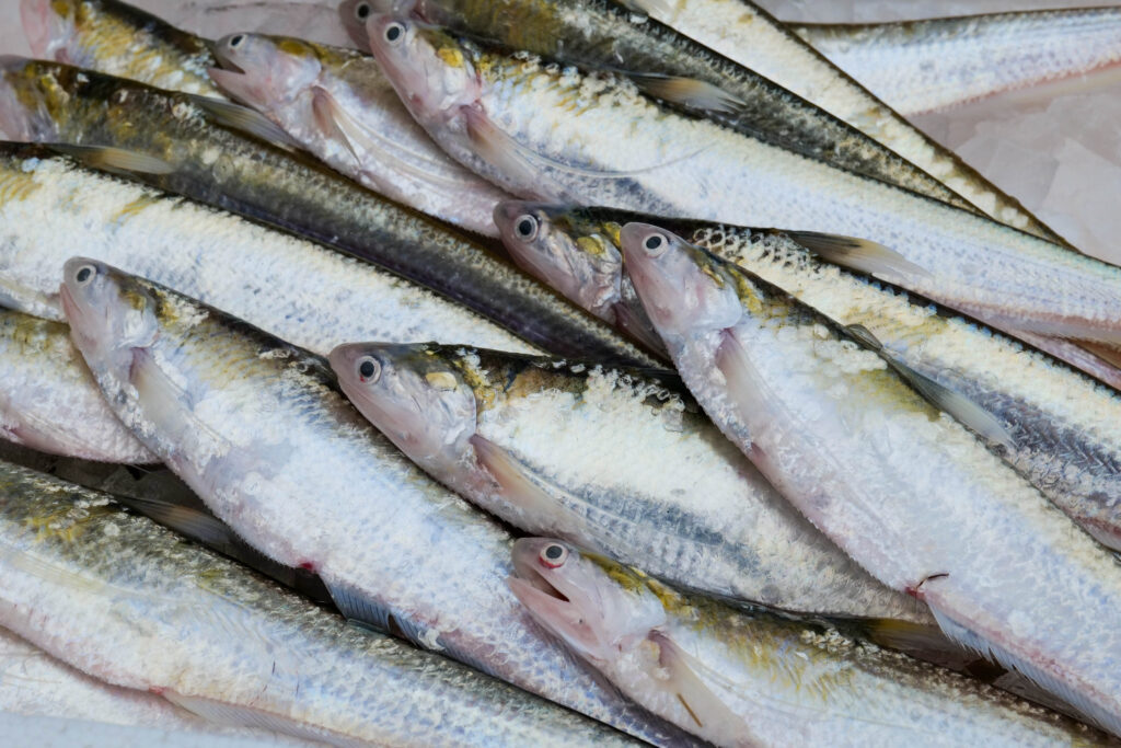 福岡の郷土料理に使われる魚 エツ