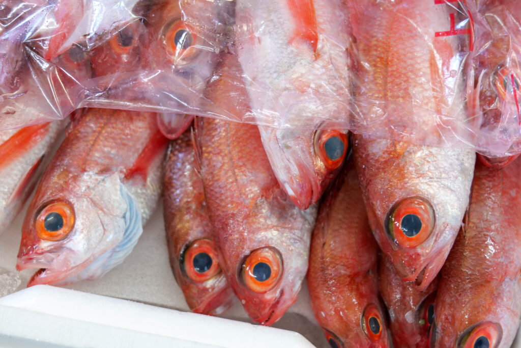 生の赤むつ 紅瞳