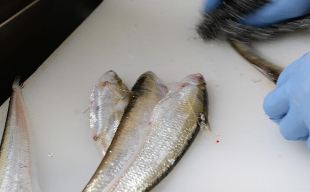 魚政でエツを調理する様子