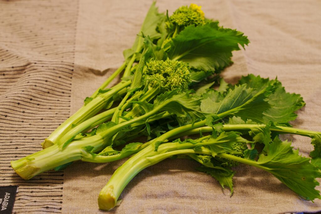 菜の花（春野菜の写真）